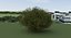 Realistic Shrub