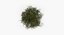 Realistic Shrub