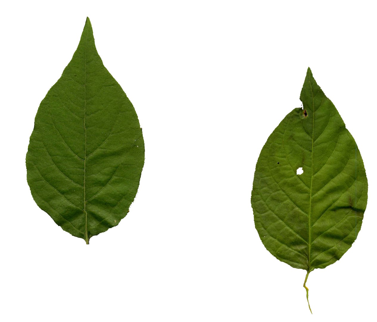 realistic shrub 3d model https://p.turbosquid.com/ts-thumb/lv/KYVYHH/j5Iik1vf/leadtexture/png/1460085156/1920x1080/fit_q87/ae97a7243f6b3ea4816ebd3efe368920d79350dc/leadtexture.jpg