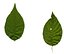 Realistic Shrub