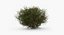 Realistic Shrub