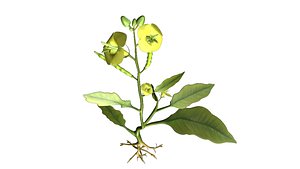 Angiospermic Plant