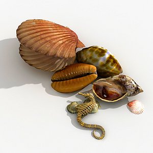 seashell shell sea 3d model