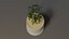 Plante en pot modèle 3D