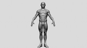 Male and Female Anatomy Collection1 3D model