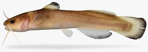 Noturus exilis Slender Madtom