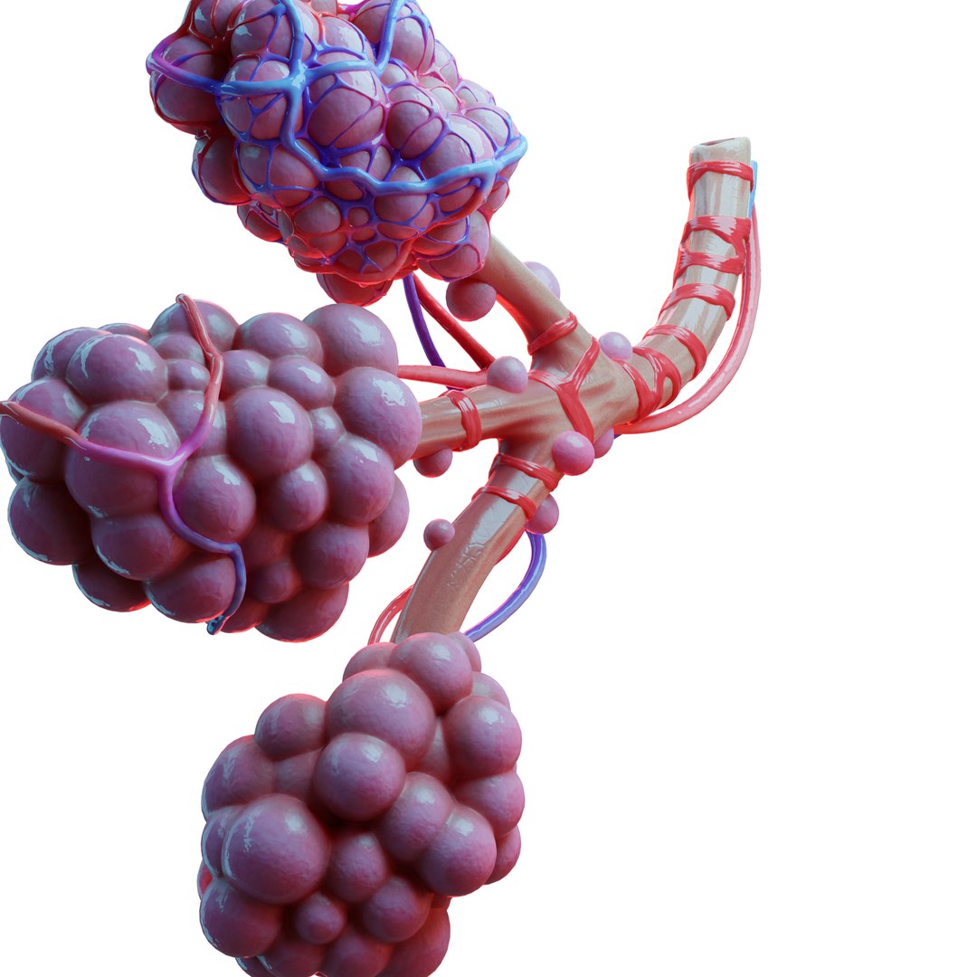 Realistic human bronchi alveoli 3D - TurboSquid 1575645