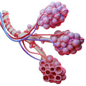 realistic human bronchi alveoli 3D