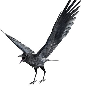 Crow Animated