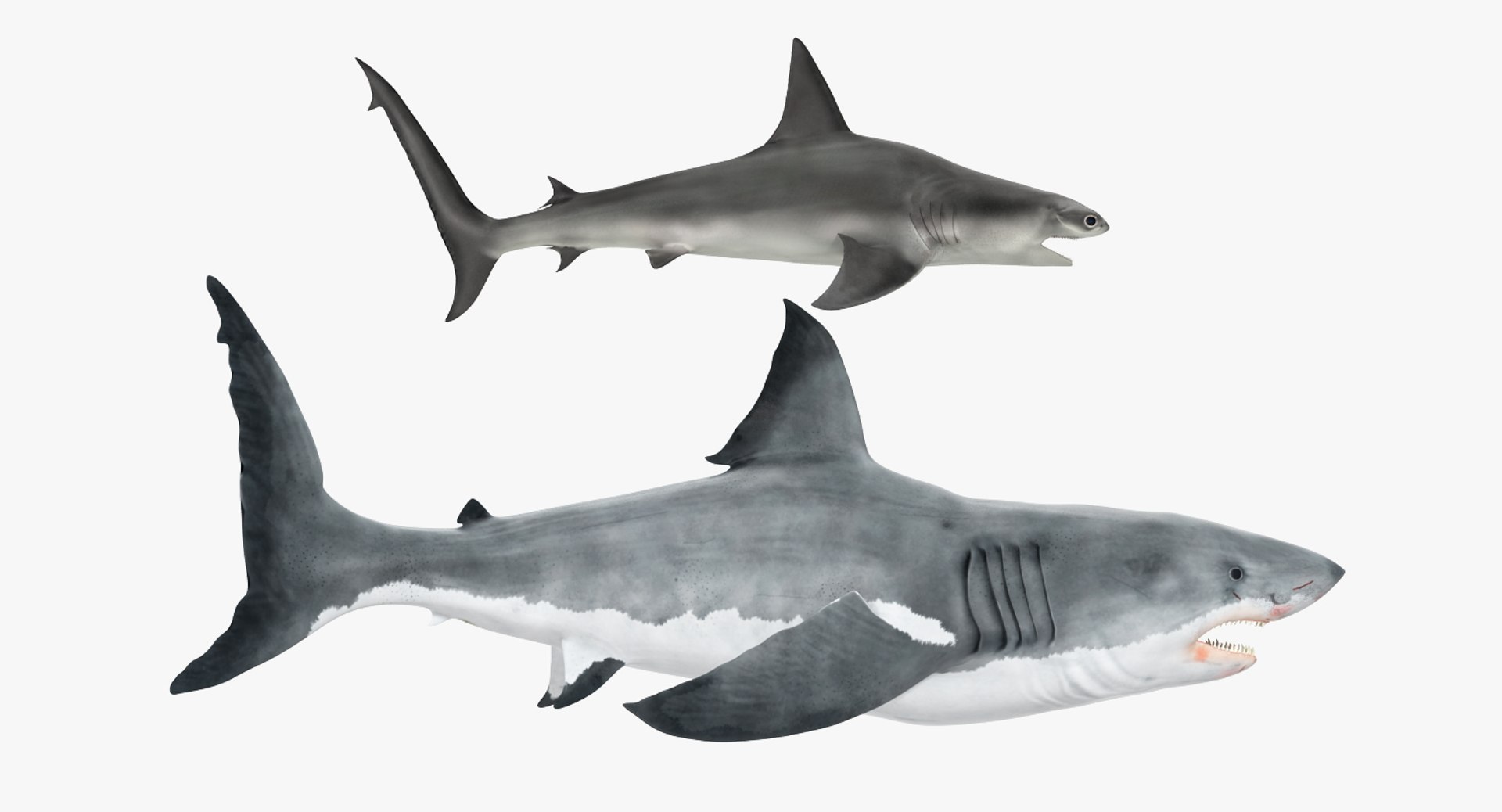 shark cage diving rigged 3D https://p.turbosquid.com/ts-thumb/lv/nSWTJA/Gdd706lQ/sharkcagedivingrigged3dsmodel009/jpg/1551732295/1920x1080/fit_q87/858bc4c86c590df3ee25df18699f92215f33dba7/sharkcagedivingrigged3dsmodel009.jpg
