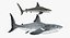 Shark Cage Diving Rigged