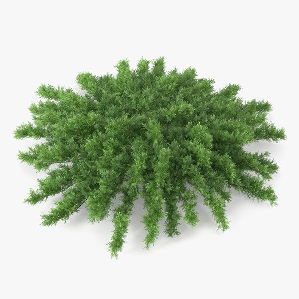 3D Bush Models | TurboSquid