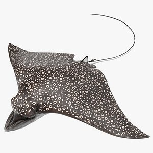 Eagle Ray Pose 3