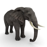 African Elephant - 2