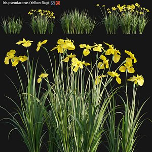 3D model Iris pseudacorus 02