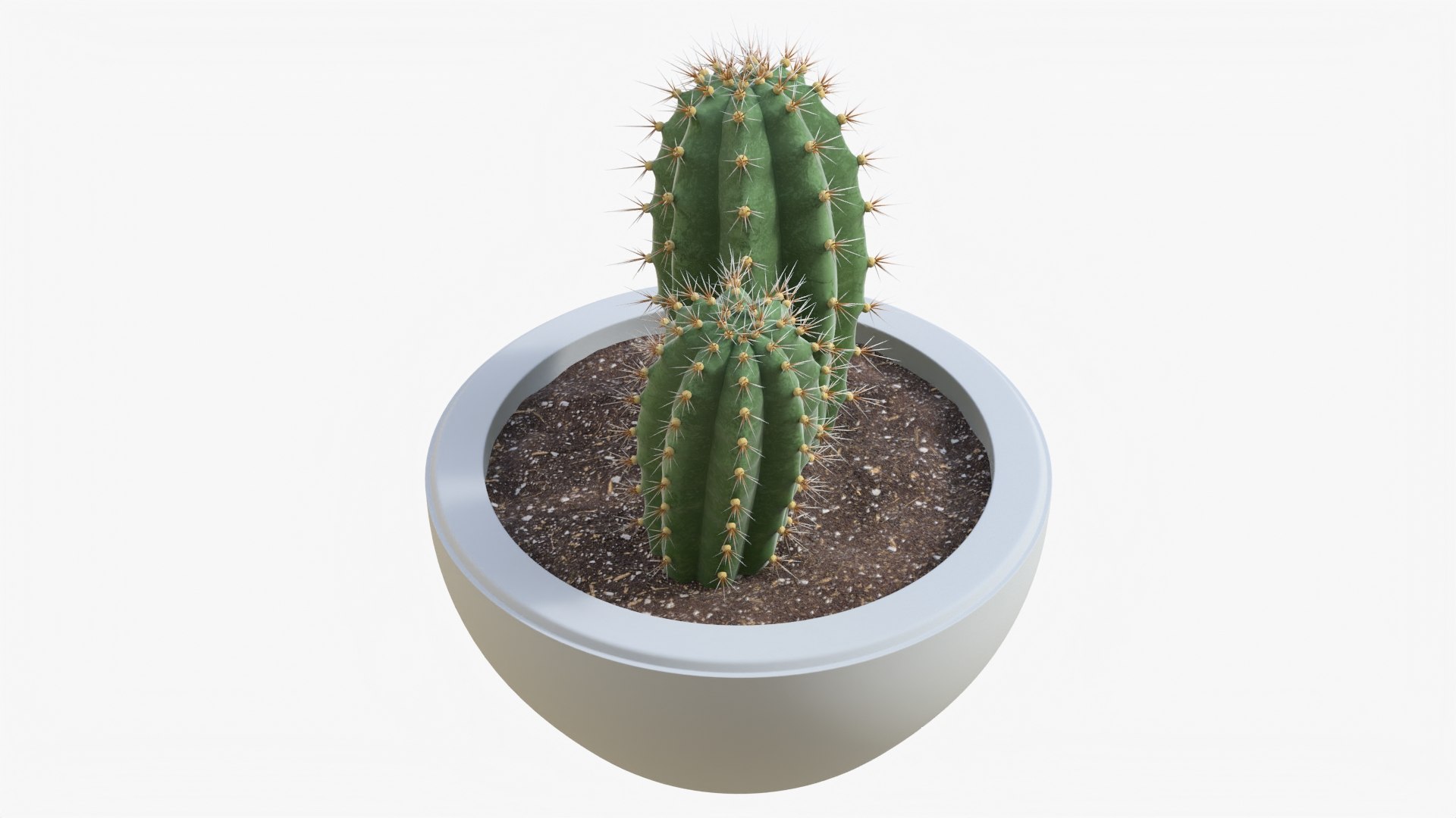 Cactus 04 e model - TurboSquid 1987467