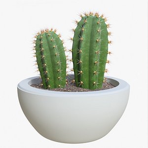 Cactus 04 e model