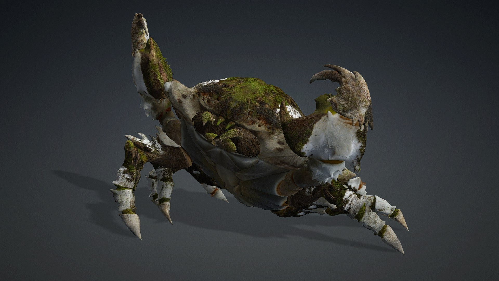 3D Crab-V3 model https://p.turbosquid.com/ts-thumb/lw/J3jsI7/7n/preview7/jpg/1767859881/1920x1080/fit_q87/653bb29487684a4db37807e9e084c69a64d472b3/preview7.jpg