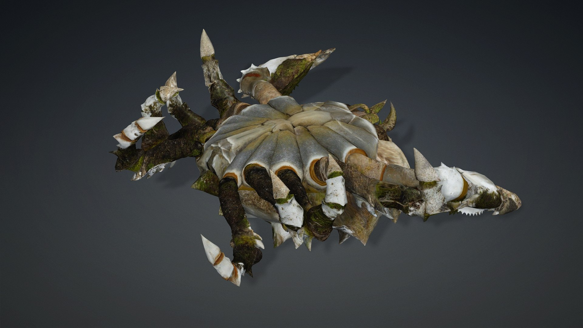 3D Crab-V3 model https://p.turbosquid.com/ts-thumb/lw/J3jsI7/cL/preview11/jpg/1767859883/1920x1080/fit_q87/cc1a57fefa4dd4a97256d810533cd56ab1788909/preview11.jpg