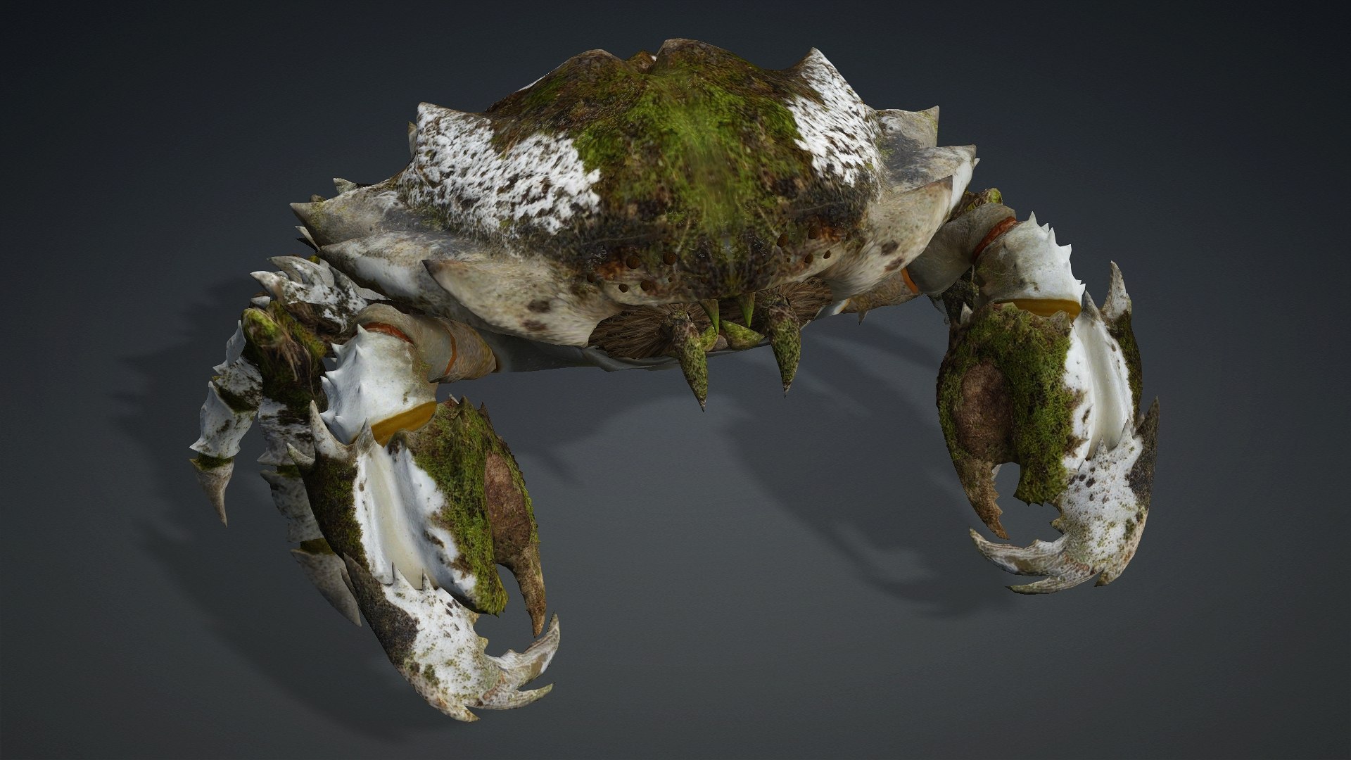 3D Crab-V3 model https://p.turbosquid.com/ts-thumb/lw/J3jsI7/ii/preview3/jpg/1767859878/1920x1080/fit_q87/7f0cc4163fb9fbf447d62e67c9fe0b9b79703b94/preview3.jpg
