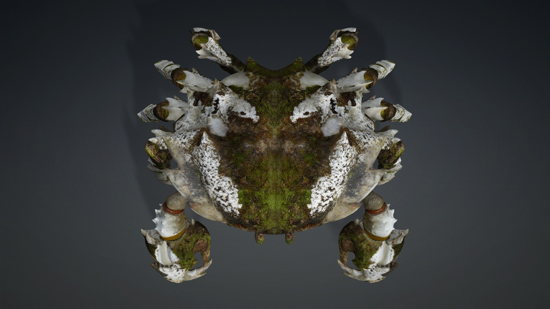 3D Crab-V3 model https://p.turbosquid.com/ts-thumb/lw/J3jsI7/oM/preview5/jpg/1767859879/1920x1080/fit_q87/02a0c0bd353777cfb61ec7332b94af45904f7a80/preview5.jpg