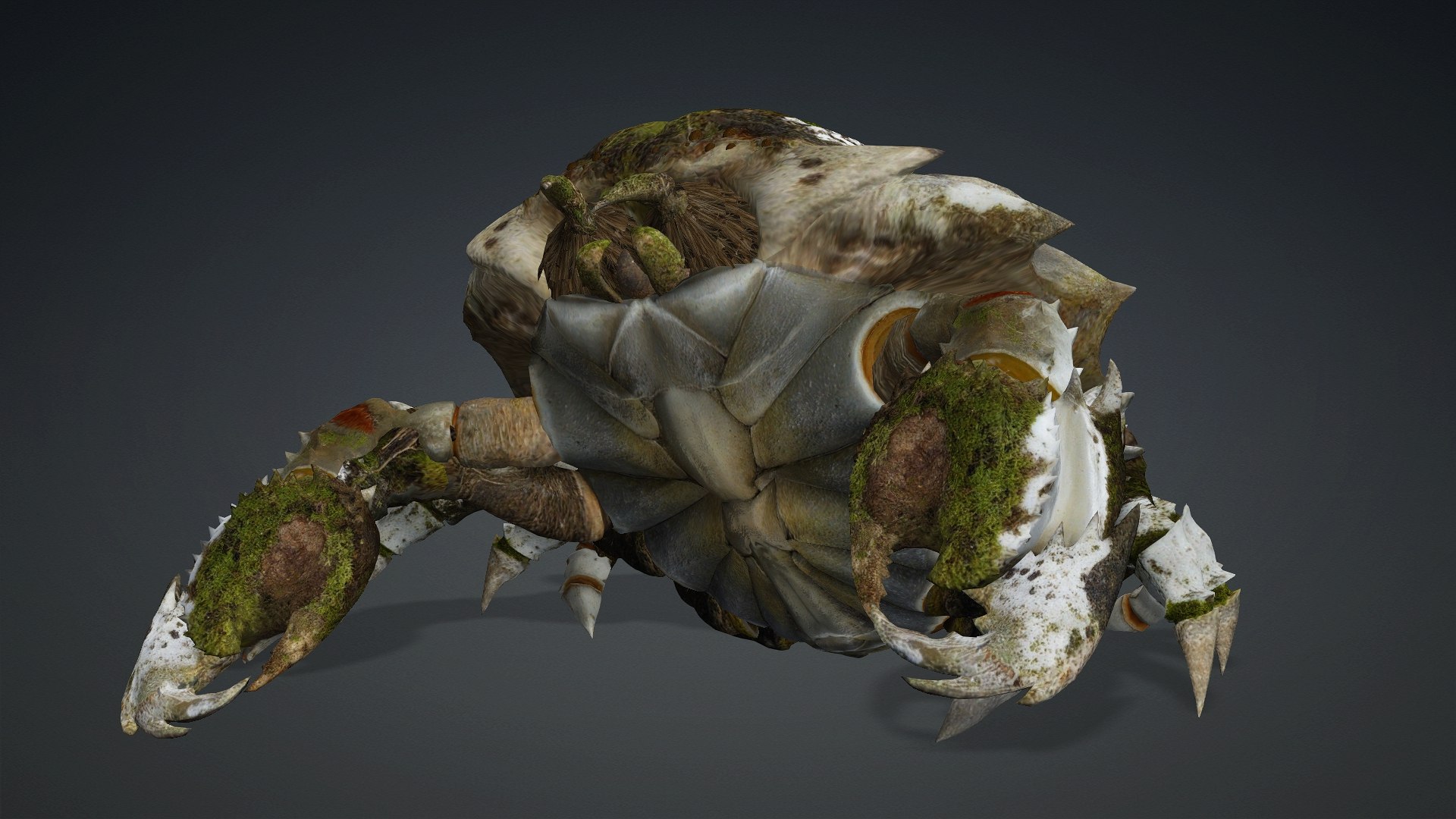 3D Crab-V3 model https://p.turbosquid.com/ts-thumb/lw/J3jsI7/uN/preview9/jpg/1767859881/1920x1080/fit_q87/a4277fcc98cf567088805bab9f4549b244ec07d6/preview9.jpg