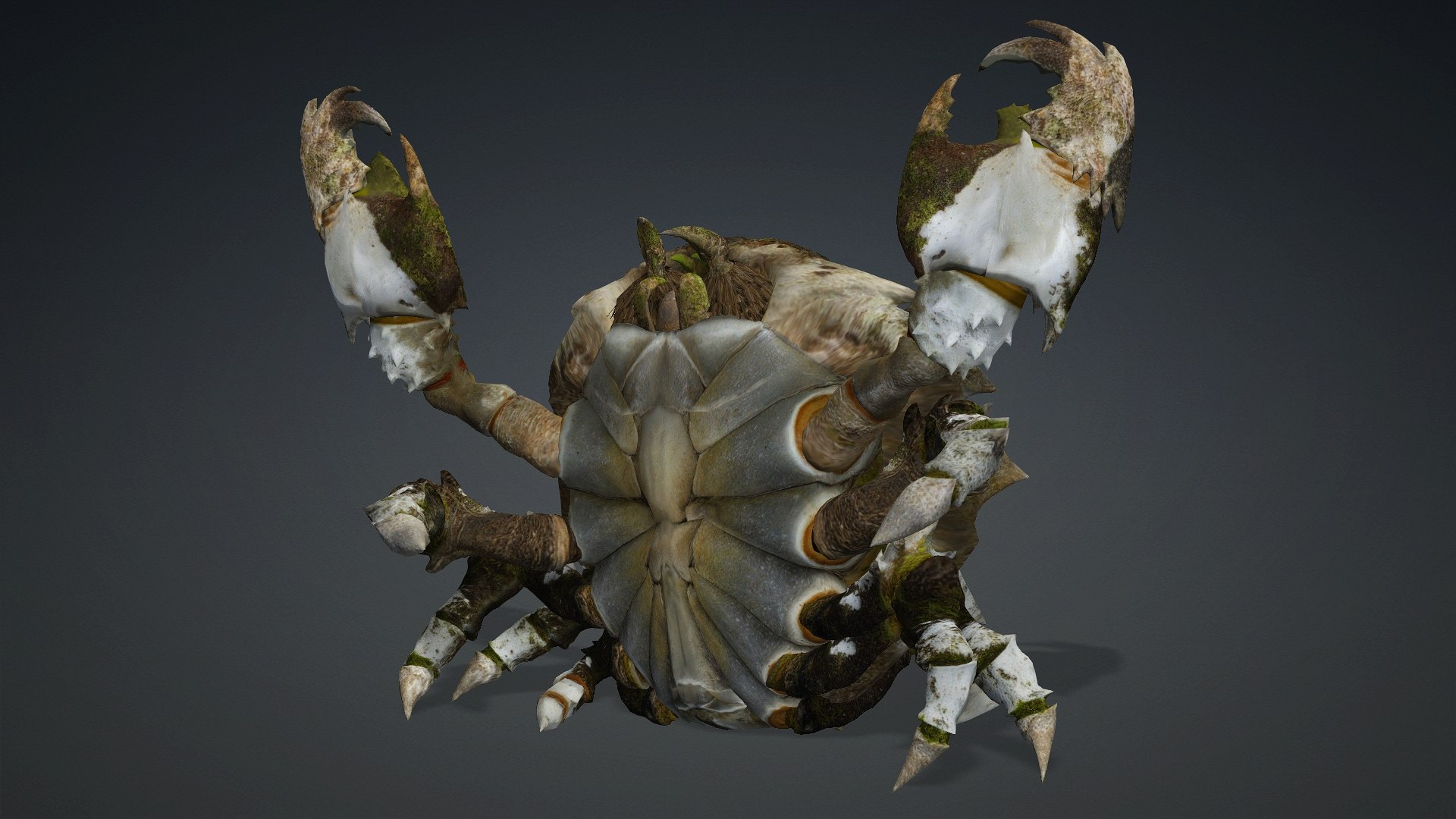 3D Crab-V3 model https://p.turbosquid.com/ts-thumb/lw/J3jsI7/uc/preview10/jpg/1767859882/1920x1080/fit_q87/11b5b9b26a04a1b4384dc9cd4e6a3e47e0653fa1/preview10.jpg