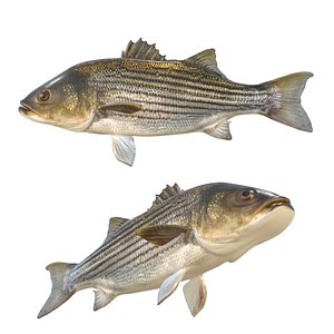 3D model Striped Bass fish