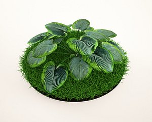 3d hosta sieboldiana
