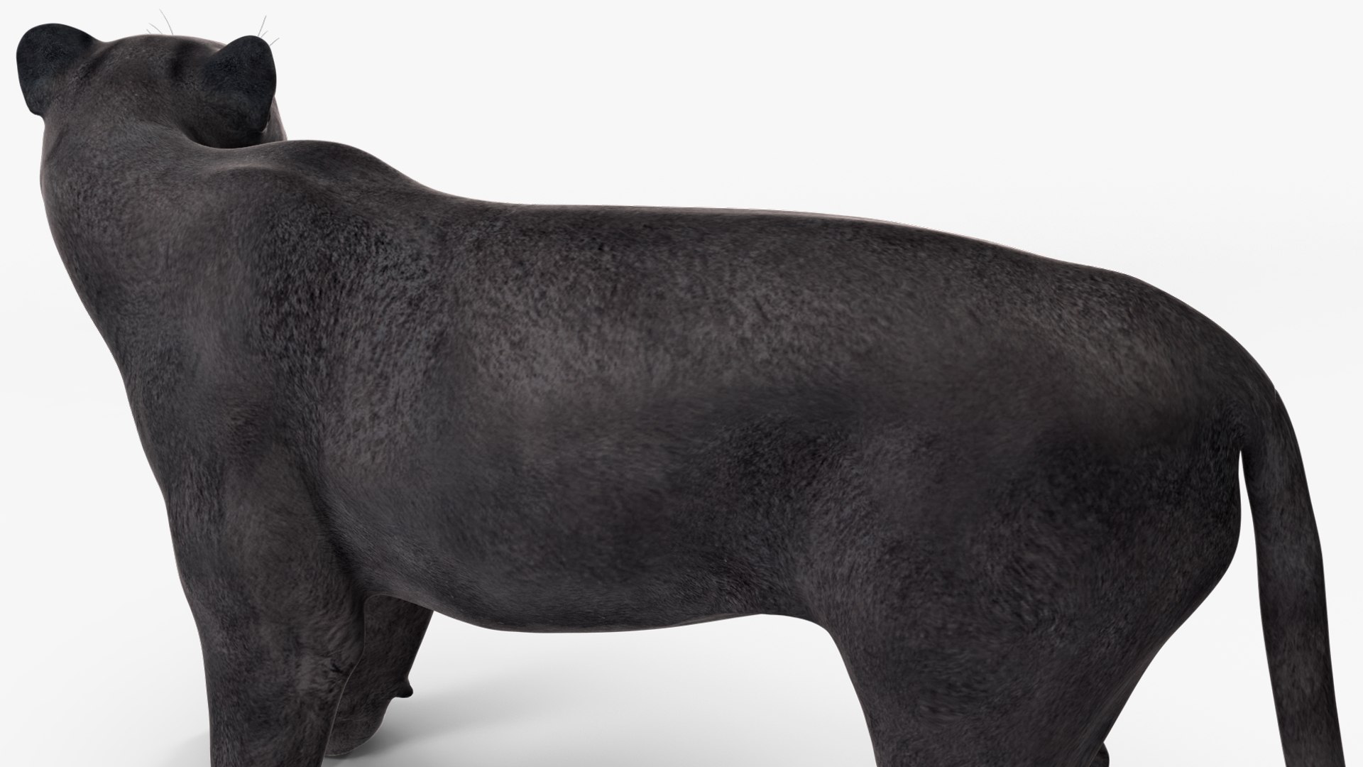 Black Panther Rigged for Maya 3D model https://p.turbosquid.com/ts-thumb/lw/SvWRPU/0W/blackpantherriggedformaya3dmodel033/jpg/1720552182/1920x1080/fit_q87/1bc5d7a1413b6324be61823babb4d6575bb0f63c/blackpantherriggedformaya3dmodel033.jpg
