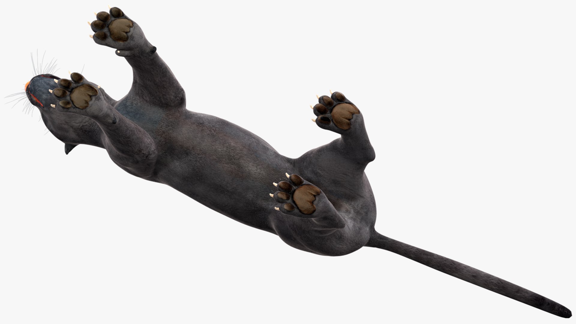 Black Panther Rigged for Maya 3D model https://p.turbosquid.com/ts-thumb/lw/SvWRPU/80/blackpantherriggedformaya3dmodel027/jpg/1720552157/1920x1080/fit_q87/0a04914df62c8410bdc0dad13de495727dfc50a7/blackpantherriggedformaya3dmodel027.jpg