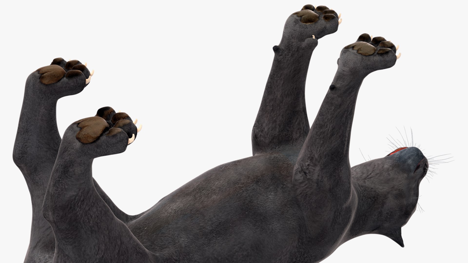 Black Panther Rigged for Maya 3D model https://p.turbosquid.com/ts-thumb/lw/SvWRPU/Ov/blackpantherriggedformaya3dmodel028/jpg/1720552161/1920x1080/fit_q87/6cfcb4b90aacb1058ad55997c16a644de673ee9a/blackpantherriggedformaya3dmodel028.jpg