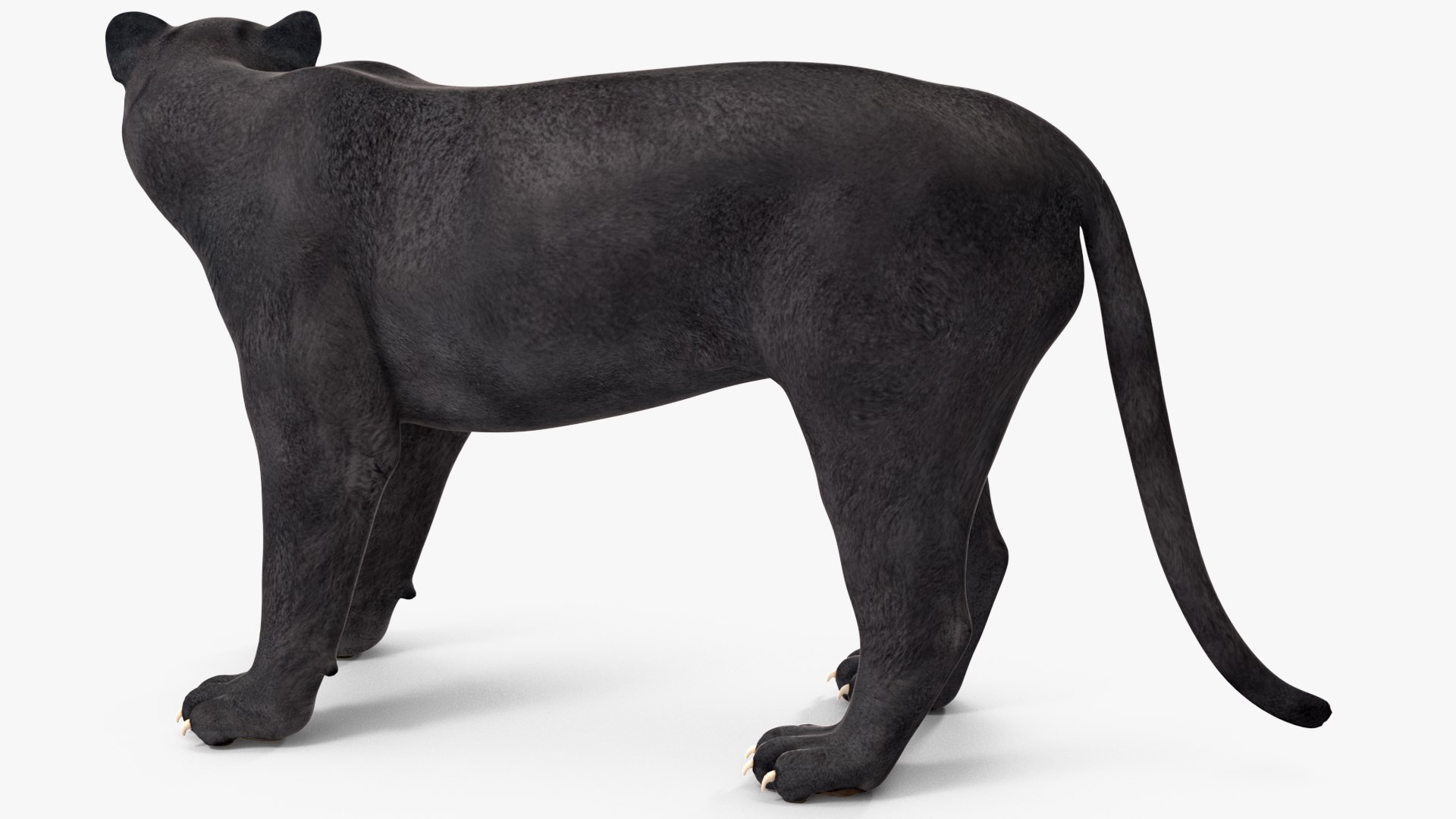 Black Panther Rigged for Maya 3D model https://p.turbosquid.com/ts-thumb/lw/SvWRPU/Pb/blackpantherriggedformaya3dmodel023/jpg/1720552141/1920x1080/fit_q87/b0459d559ef23dc76cf084aa381ca3f351031bc5/blackpantherriggedformaya3dmodel023.jpg