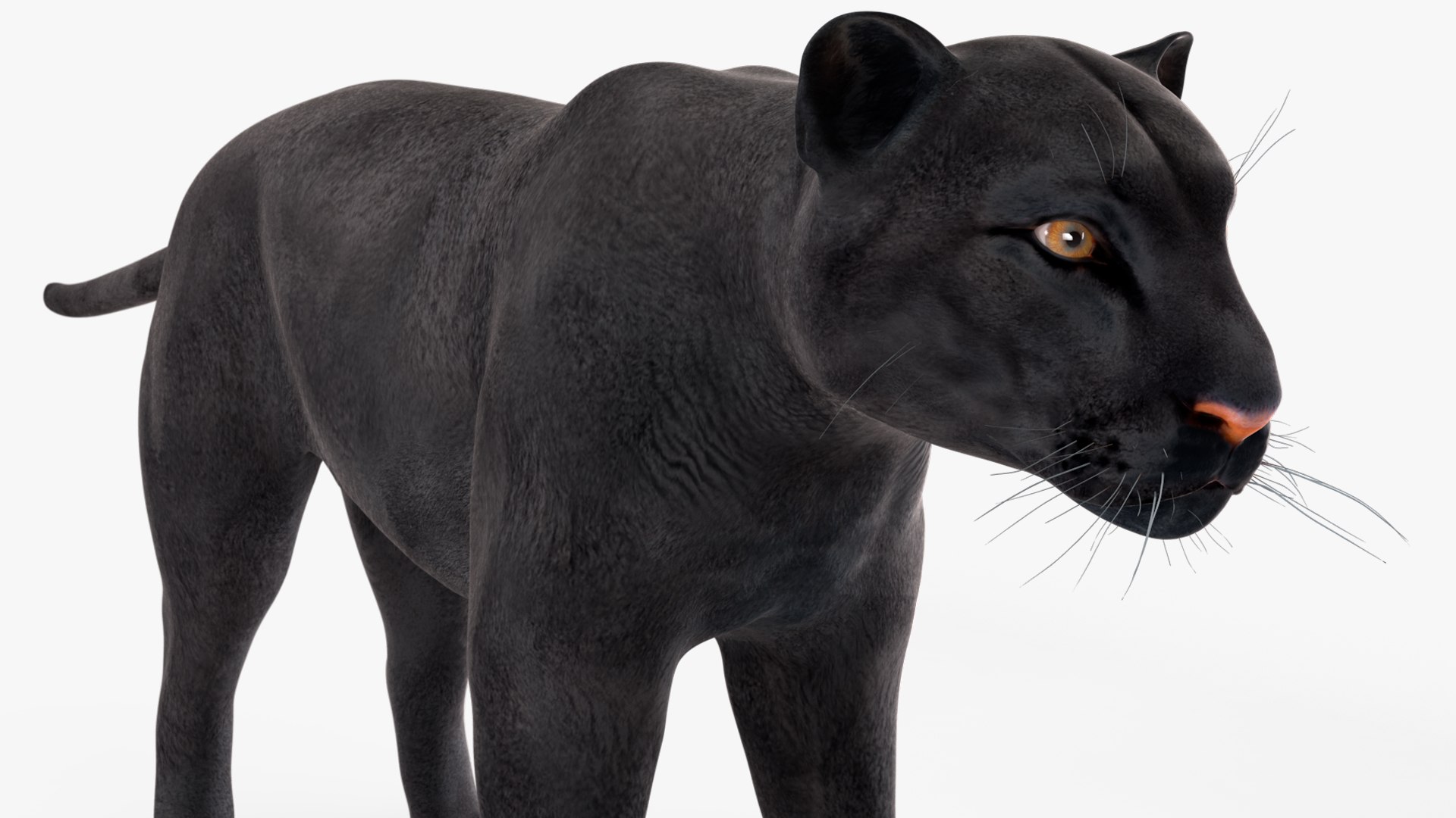 Black Panther Rigged for Maya 3D model https://p.turbosquid.com/ts-thumb/lw/SvWRPU/UL/blackpantherriggedformaya3dmodel030/jpg/1720552170/1920x1080/fit_q87/31bb474128b99edd39b63630419c4ceb0d7a5c83/blackpantherriggedformaya3dmodel030.jpg