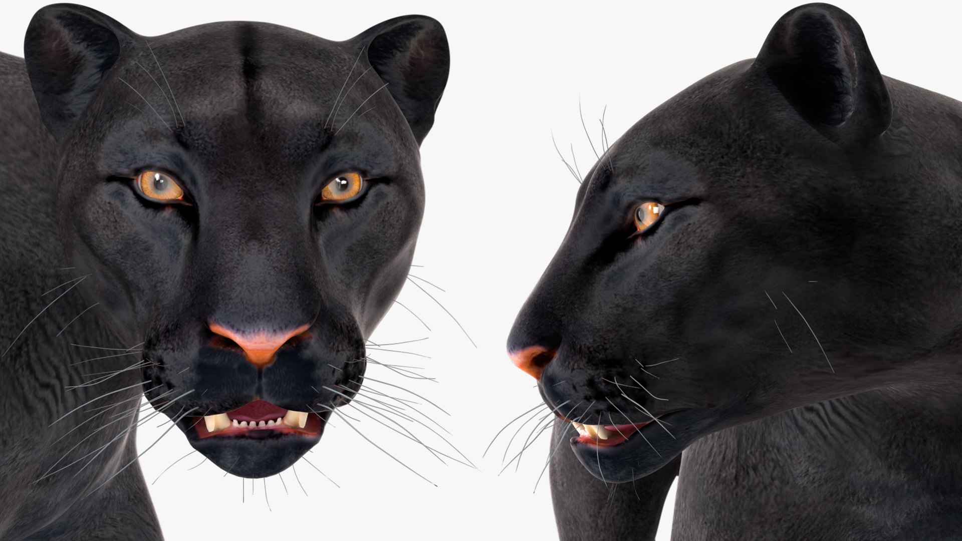 Black Panther Rigged for Maya 3D model https://p.turbosquid.com/ts-thumb/lw/SvWRPU/Zk/blackpantherriggedformaya3dmodel042/jpg/1720552217/1920x1080/fit_q87/ad1a4c0667423c68e12fe06f671a1823b0f945d1/blackpantherriggedformaya3dmodel042.jpg