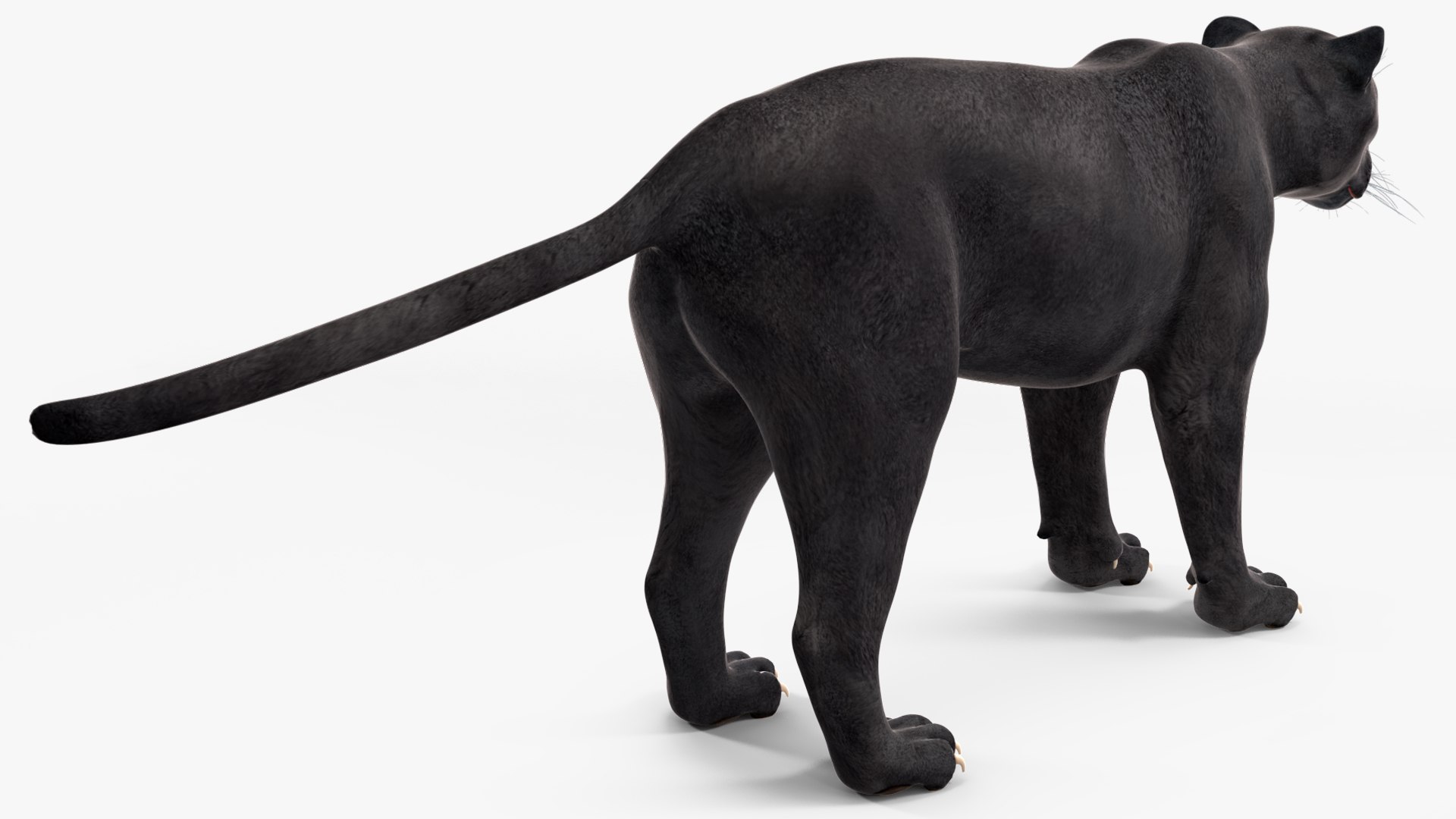 Black Panther Rigged for Maya 3D model https://p.turbosquid.com/ts-thumb/lw/SvWRPU/db/blackpantherriggedformaya3dmodel022/jpg/1720552137/1920x1080/fit_q87/4271e57e3e355824dfd269d7e058630074261a14/blackpantherriggedformaya3dmodel022.jpg