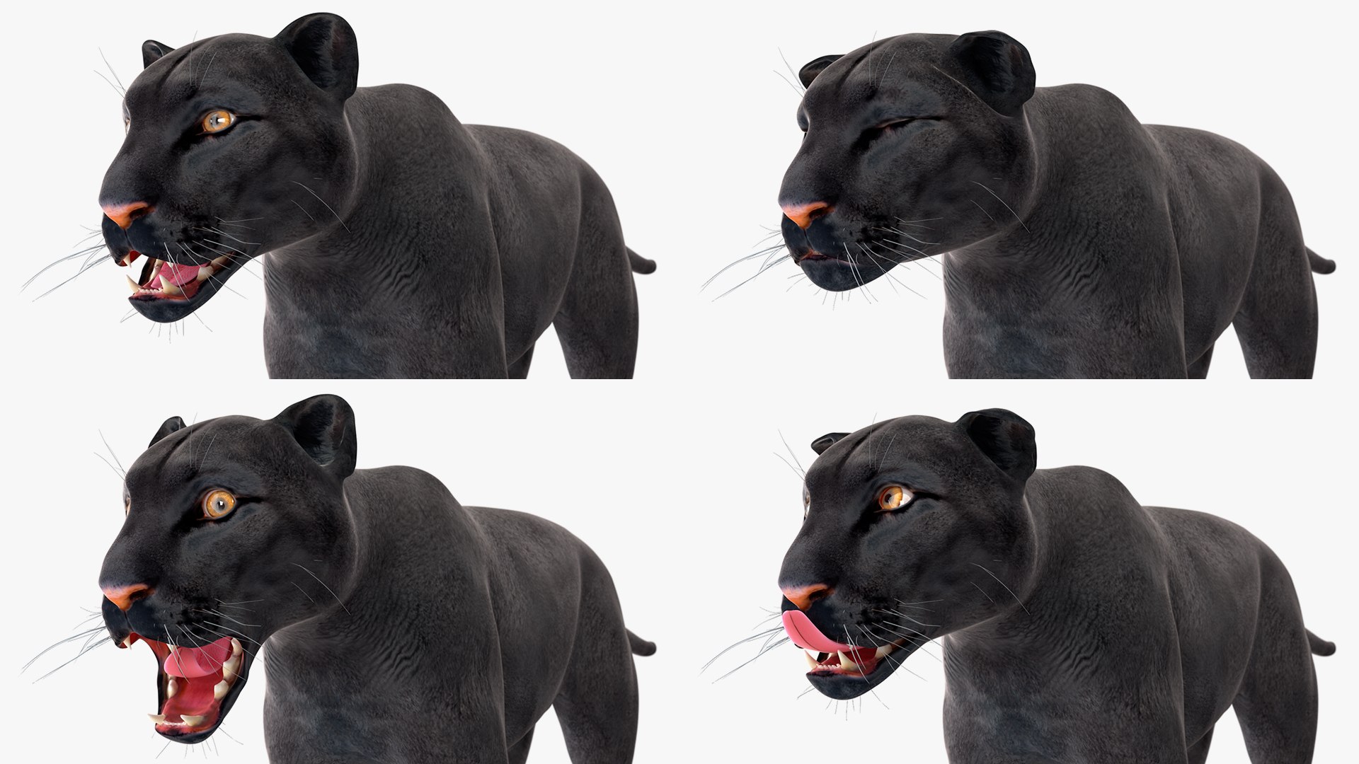 Black Panther Rigged for Maya 3D model https://p.turbosquid.com/ts-thumb/lw/SvWRPU/hu/blackpantherriggedformaya3dmodel036/jpg/1720552193/1920x1080/fit_q87/3af7727441ab8eb21ca9088cb55c49a5d0c04b47/blackpantherriggedformaya3dmodel036.jpg