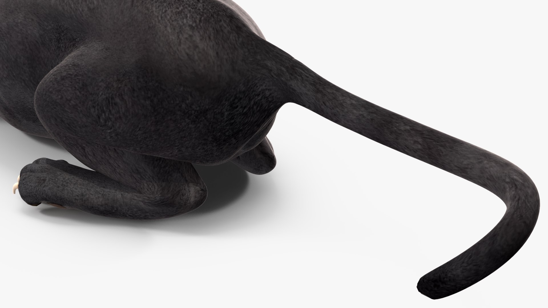 Black Panther Rigged for Maya 3D model https://p.turbosquid.com/ts-thumb/lw/SvWRPU/lp/blackpantherriggedformaya3dmodel039/jpg/1720552205/1920x1080/fit_q87/c3cb20cf83ad7d0308a676f6907b6fbb153b4710/blackpantherriggedformaya3dmodel039.jpg