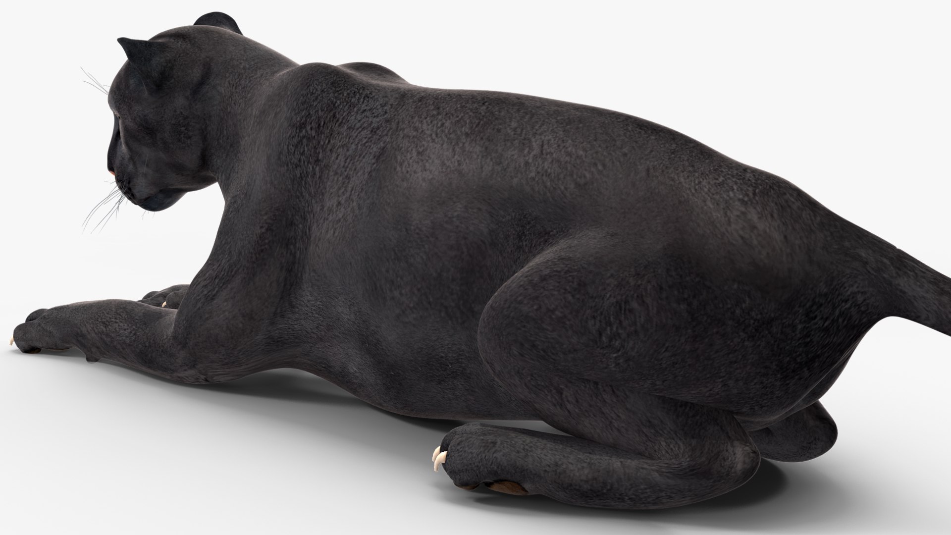 Black Panther Rigged for Maya 3D model https://p.turbosquid.com/ts-thumb/lw/SvWRPU/nC/blackpantherriggedformaya3dmodel034/jpg/1720552187/1920x1080/fit_q87/a1c4f0c77a18d90d02bb674e87ac6ba2d0f260fe/blackpantherriggedformaya3dmodel034.jpg