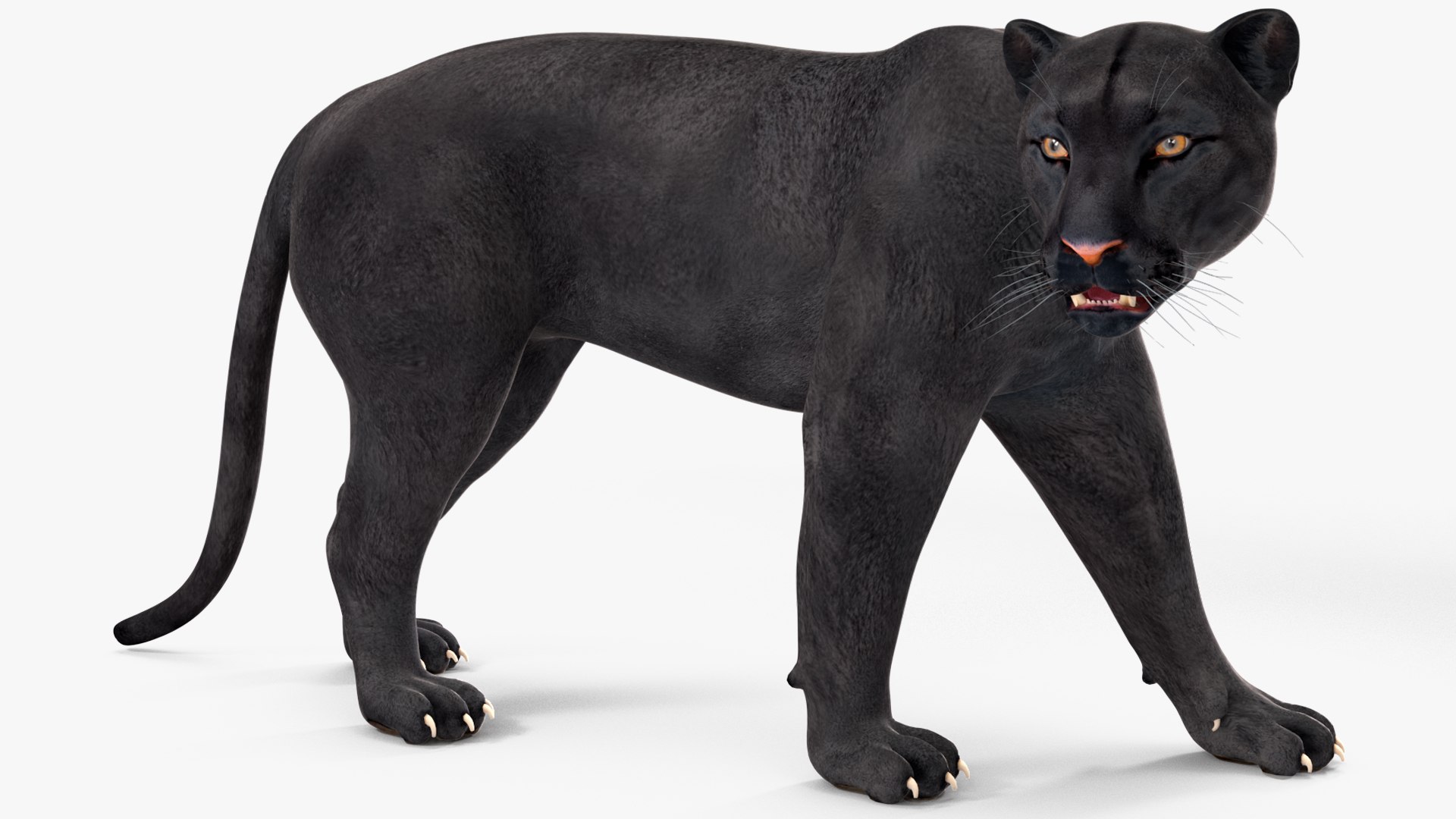 Black Panther Rigged for Maya 3D model https://p.turbosquid.com/ts-thumb/lw/SvWRPU/wN/blackpantherriggedformaya3dmodel020/jpg/1720552130/1920x1080/fit_q87/3ae495d10f0a9c72c215560bfdca1a9590088b2b/blackpantherriggedformaya3dmodel020.jpg