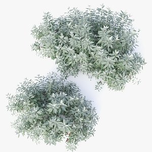 3D Brachyglottis greyi daisy bush model