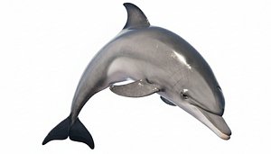 Dolphin Animated Low-poly 3D model model
