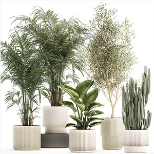 3D Beautiful plants Strelitzia Oliva cactus in pots 1380 model