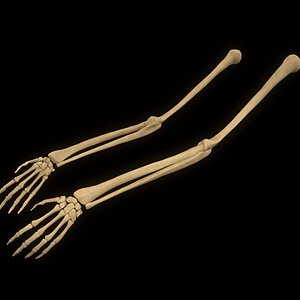 3D hand arm bone anatomy