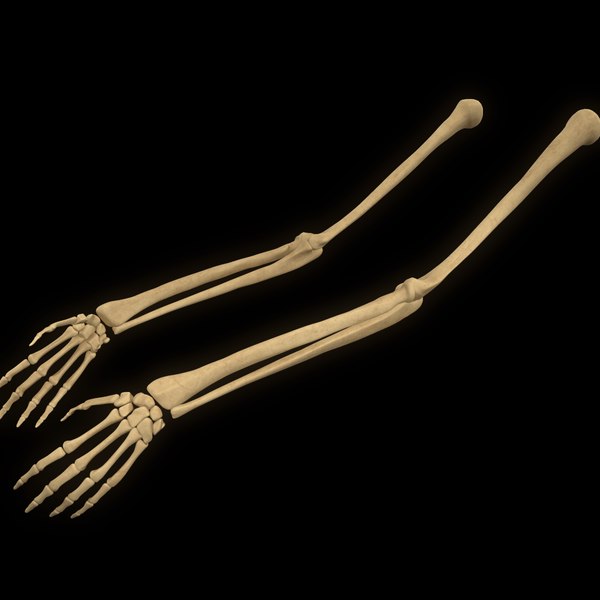 Skeletal Arm 3D Models for Download TurboSquid