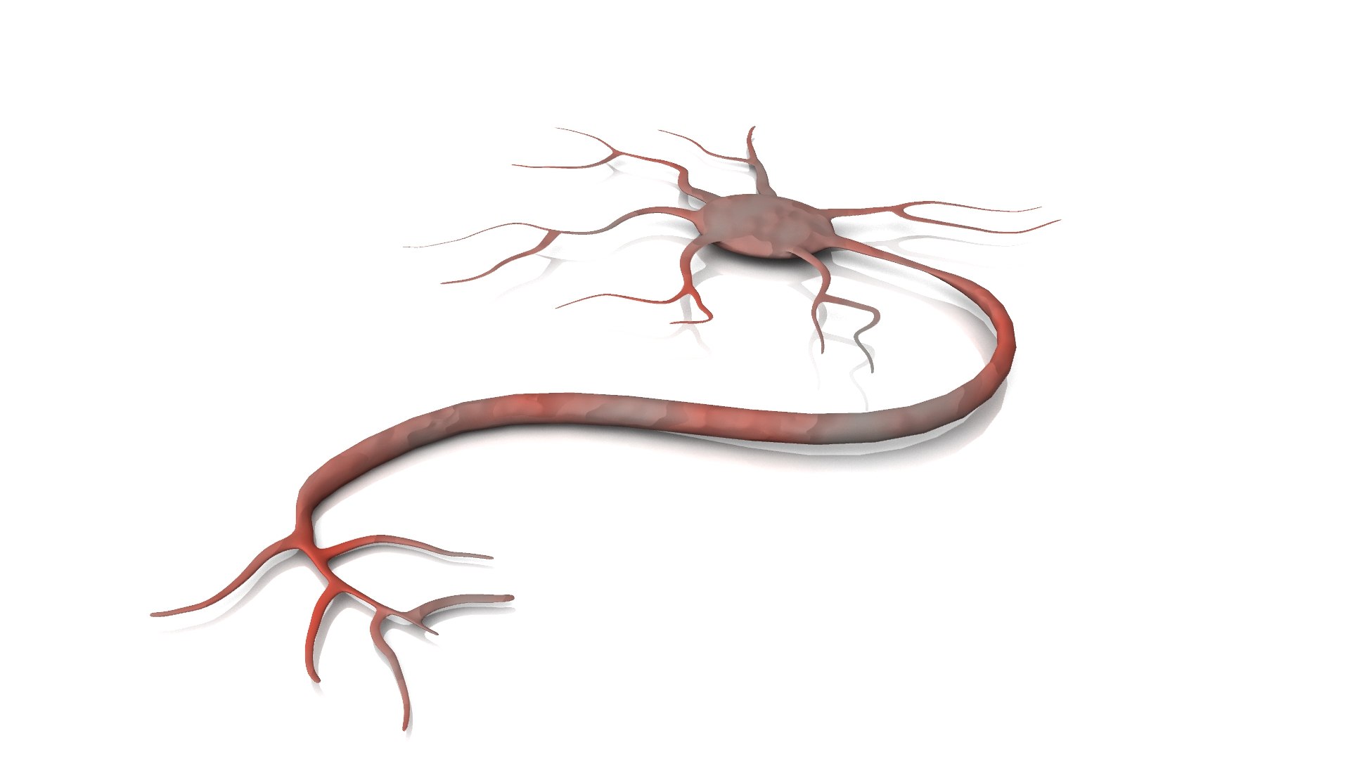 3D neuron model https://p.turbosquid.com/ts-thumb/lw/wQXGzo/AQ53nxUQ/neuron01/jpg/1607121158/1920x1080/fit_q87/e015e5cad977e87f00ce04784de5209bf5e01d30/neuron01.jpg
