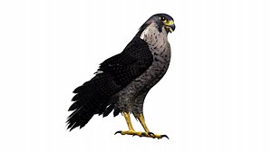 Realistic 3D Falcon Rigged Animated Fully Textured 3D model 3D