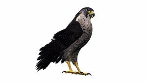 Realistic 3D Falcon Rigged Animated Fully Textured 3D model