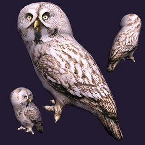Owl