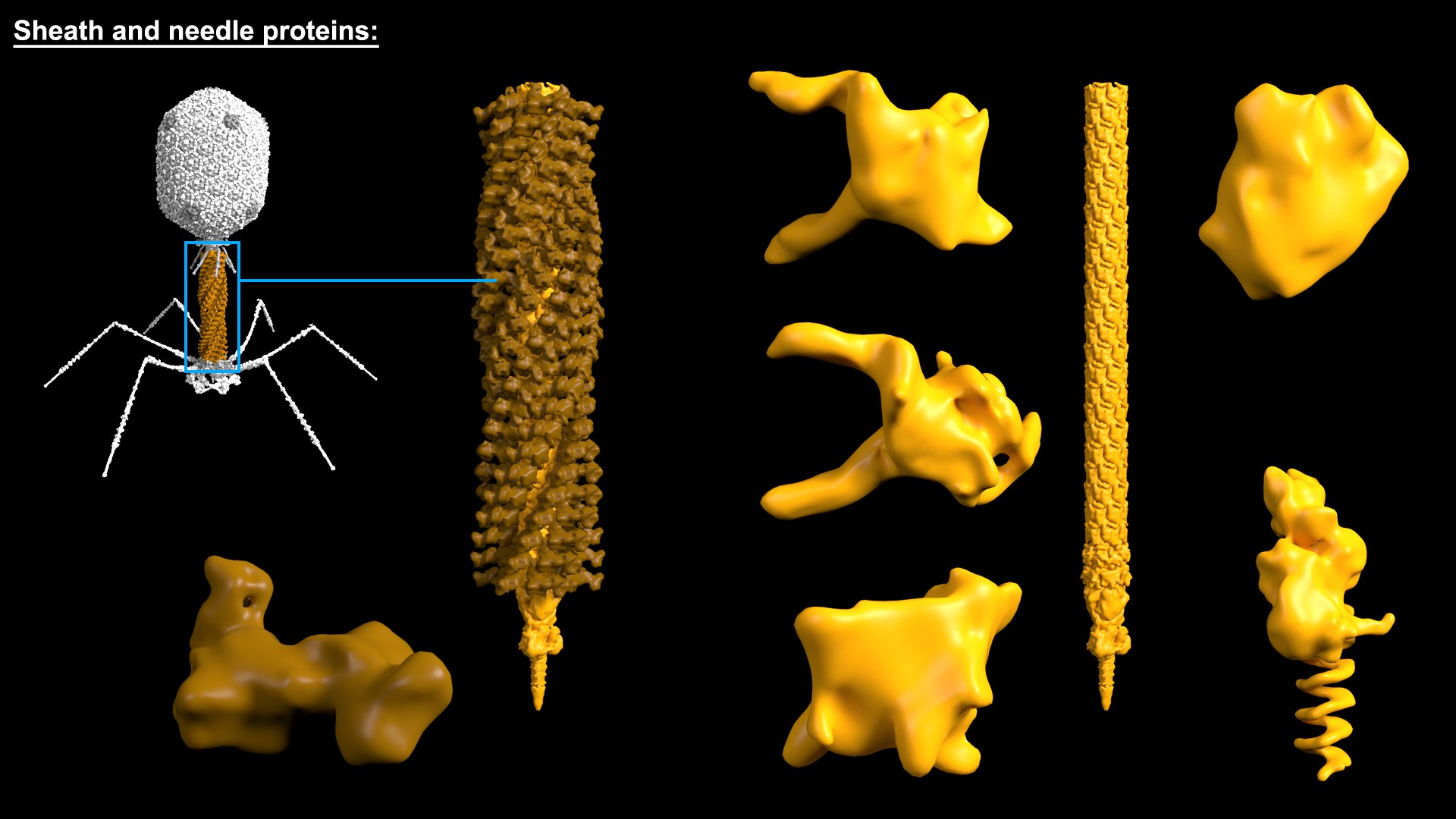 3D model Bacteriophage T4 https://p.turbosquid.com/ts-thumb/lx/aPhMdy/3n/bacteriophaget4_beauty006/jpg/1769175519/1920x1080/fit_q87/706884b28c41b26ca287cb9d5878c045698ace19/bacteriophaget4_beauty006.jpg